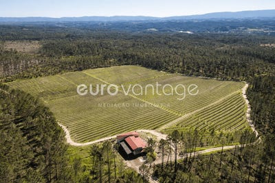 /international/pt/coz-alpedriz-e-montes-alcobaca-viana-do-castelo-310109044508/
