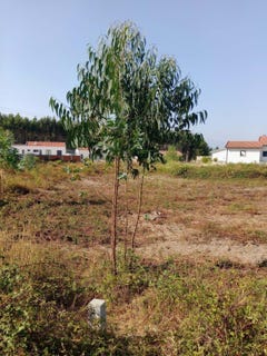 /international/pt/rua-de-santo-onofre-rio-maior-portugal-rio-maior-aveiro-310106419640/?lang=fr