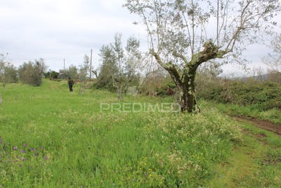 /international/pt/pussos-sao-pedro-alvaiazere-leiria-310108102027/