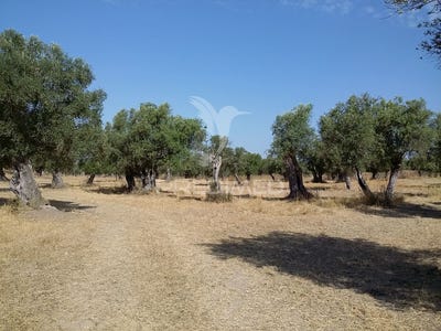 /international/pt/torrao-alcacer-do-sal-setubal-municipality-310102271966/