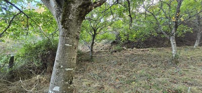 /international/pt/cm1232-531-4640-portugal-viariz-vila-real-310105105545/