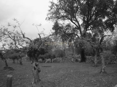 /international/pt/estrada-porto-da-boga-para-alegrete-alegrete-portalegre-310104565031/
