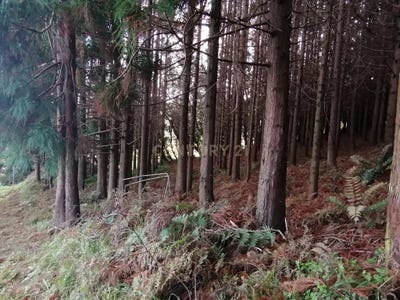 /international/pt/ilha-de-sao-miguel-azores-310099255080/