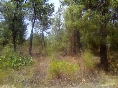 /international/pt/lapa-do-urso-salgueiro-do-campo-castelo-branco-310105230153/