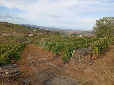 /international/pt/barcos-e-santa-leocadia-viseu-district-310106516226/
