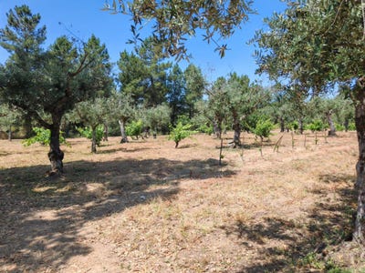 /international/pt/lousa-castelo-branco-portugal-escalos-de-cima-castelo-branco-310105252156/