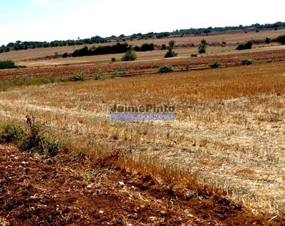 /international/pt/figueira-de-castelo-rodrigo-guarda-120091784448/