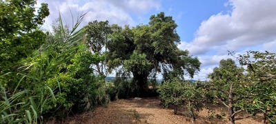 /international/pt/aldeia-galega-da-merceana-e-aldeia-gavinha-lisbon-310094782642/