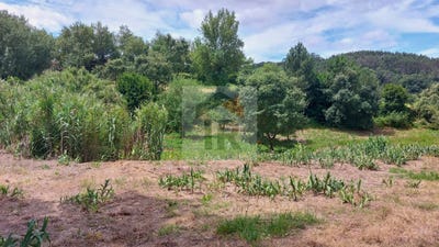 /international/pt/caldas-da-rainha-leiria-310099113314/