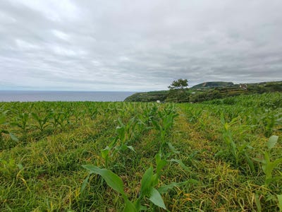 /international/pt/coada-ilha-de-sao-miguel-azores-310107524064/