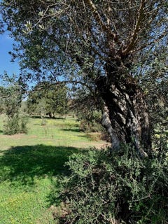/international/pt/herdade-das-tapadas-alter-do-chao-vila-real-310102646213/