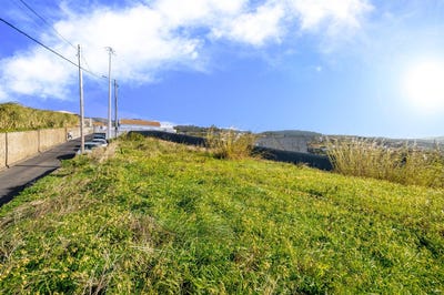 /international/pt/canhas-madeira-310105628301/