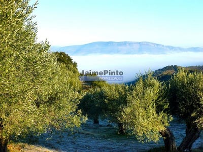 /international/pt/figueira-de-castelo-rodrigo-guarda-120083400988/
