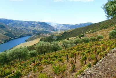 /international/pt/covas-do-douro-sabrosa-vila-real-310100432351/