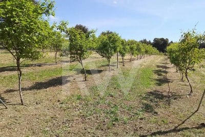 /international/pt/lourical-do-campo-castelo-branco-310107921979/