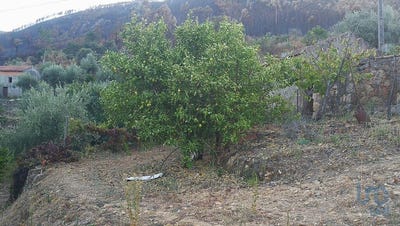 /international/pt/castelo-branco-braganca-120087688375/