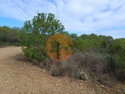 /international/pt/palmeira-alcoutim-faro-120088941142/
