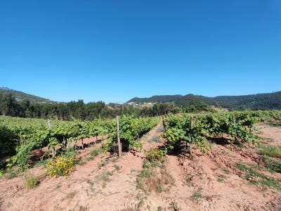 /international/pt/fonte-do-chofre-malhado-azueira-e-sobral-da-abelheira-lisbon-310105185336/