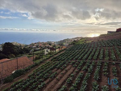 /international/pt/canhas-madeira-120096036315/