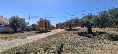 /international/pt/junceira-santarem-310108861274/