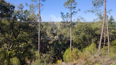 /international/pt/santa-margarida-da-coutada-constancia-santarem-310108370169/