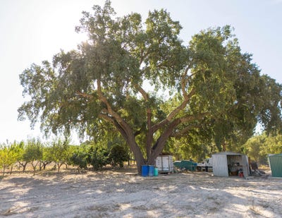 /international/pt/lamarosa-coruche-santarem-310103685812/