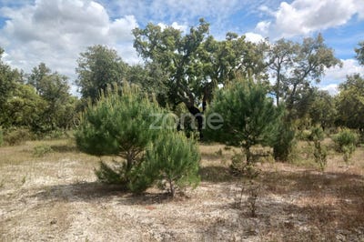 /international/pt/grandola-setubal-municipality-310108319431/
