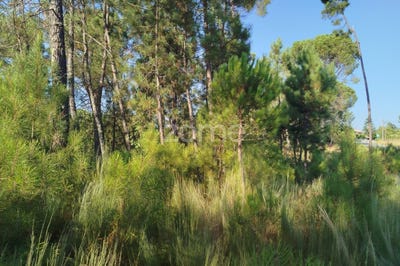 /international/pt/mangualde-viseu-310101901057/