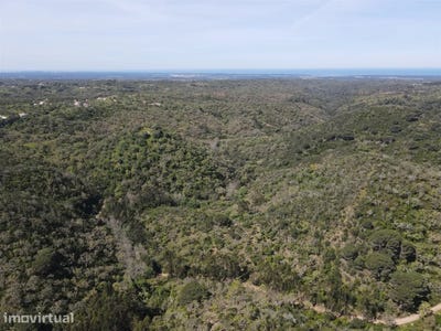 /international/pt/sao-francisco-da-serra-setubal-municipality-310099941507/