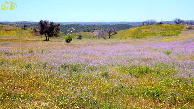 /international/pt/castro-marim-faro-310105818977/