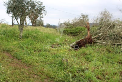 /international/pt/pussos-sao-pedro-alvaiazere-leiria-310108101699/