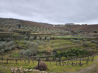 /international/pt/5gcf-m9-ervedosa-do-douro-portugal-ervedosa-do-douro-viseu-310105187345/