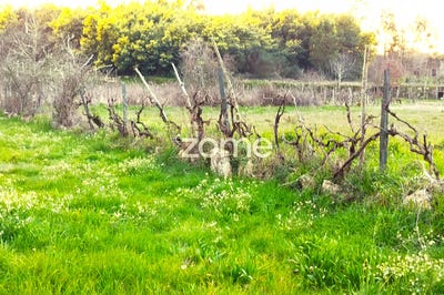 /international/pt/mangualde-viseu-310097673185/