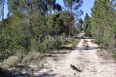 /international/pt/grandola-setubal-municipality-310107089808/