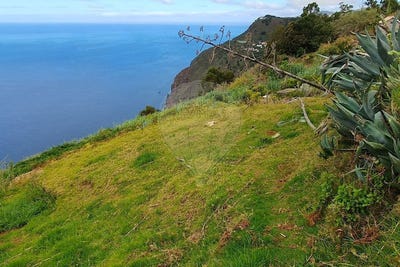 /international/pt/canhas-madeira-310109109703/?lang=fr