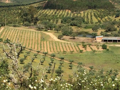 /international/pt/sao-martinho-das-amoreiras-portugal-sao-martinho-das-amoreiras-beja-310106395007/