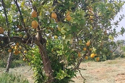 /international/pt/grandola-setubal-municipality-310100103444/