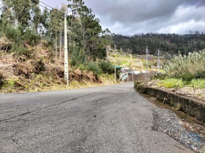 /international/pt/canhas-madeira-310098703847/