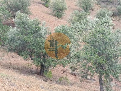 /international/pt/azinhal-faro-310105015562/