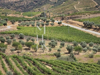 /international/pt/seixo-de-ansiaes-braganca-310105406760/