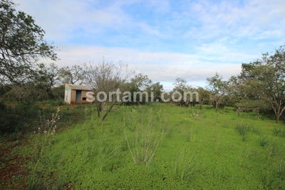/international/pt/silves-faro-310107215938/