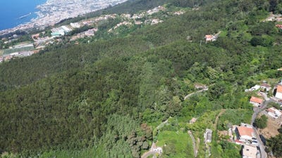 /international/pt/camacha-madeira-310108525791/