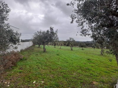 /international/pt/veigas-vale-do-porto-nossa-senhora-da-piedade-santarem-310096503614/