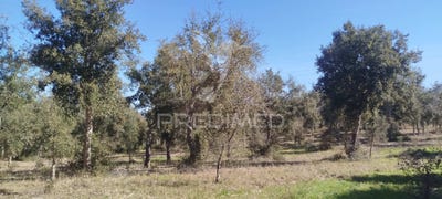 /international/pt/sao-francisco-da-serra-santiago-do-cacem-setubal-municipality-120090343179/