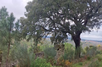 /international/pt/alijo-vila-real-310104166849/