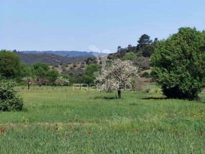 /international/pt/arneiro-das-milharicas-santarem-santarem-120084054845/