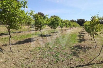 /international/pt/lourical-do-campo-castelo-branco-310107921979/