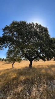 /international/pt/granja-mourao-portugal-granja-lisbon-310108403853/