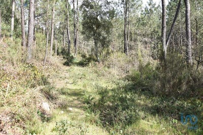 /international/pt/santarem-santarem-310099356650/