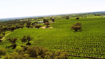 /international/pt/foros-de-vale-de-figueira-evora-310097673164/